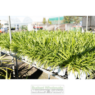 Agapanthus Praecox White 140Mm Pots Gift Card
