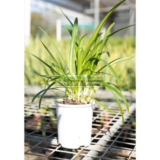 Agapanthus Praecox White 140Mm Pots Gift Card