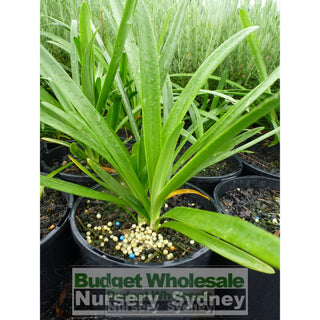 Agapanthus Praecox White 200Mm Pots Gift Card