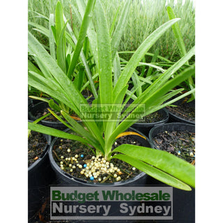 Agapanthus Praecox White 200Mm Pots Gift Card