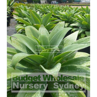 Agave Attenuata 200Mm Pot Plants