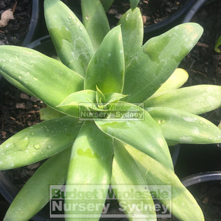 Agave Attenuata 200Mm Pot Plants