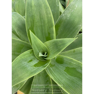Agave Attenuata 300Mm Pot Plants