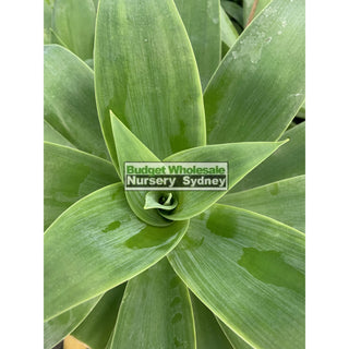 Agave Attenuata 300Mm Pot Plants