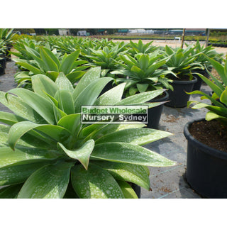 Agave Attenuata 300Mm Pot Plants