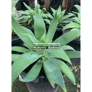 Agave Attenuata 300Mm Pot Plants