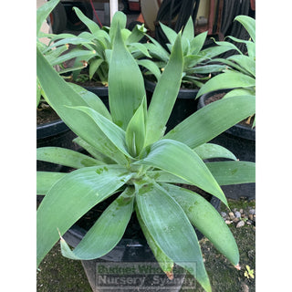 Agave Attenuata 300Mm Pot Plants