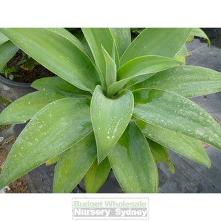 Agave Attenuata 300Mm Pot Plants