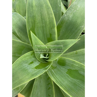 Agave Attenuata 300Mm Pot Plants