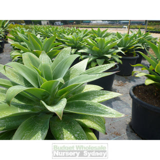Agave Attenuata 300Mm Pot Plants