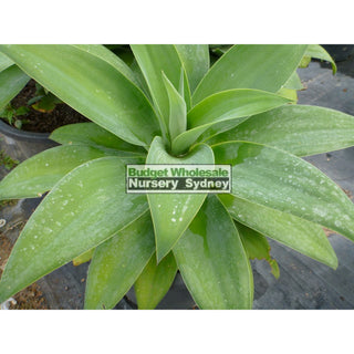 Agave Attenuata 300Mm Pot Plants