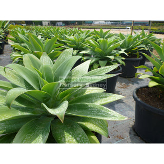 Agave Attenuata 300Mm Pot Plants