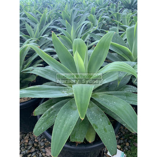 Agave Attenuata 400Mm Pot Plants