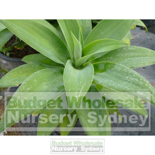 Agave Attenuata 400Mm Pot Plants
