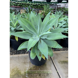 Agave Attenuata 400Mm Pot Plants
