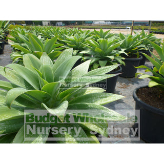 Agave Attenuata 400Mm Pot Plants