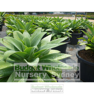 Agave Attenuata 400Mm Pot Plants