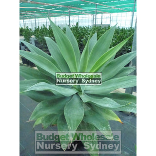 Agave Attenuata 500Mm Pot Plants