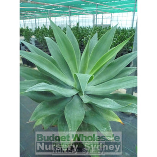Agave Attenuata 500Mm Pot Plants