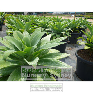 Agave Attenuata 500Mm Pot Plants