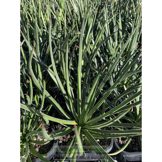 Agave Geminiflora 150Mm Pot Plants
