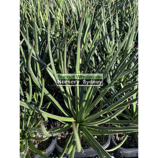 Agave Geminiflora 150Mm Pot Plants