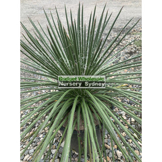 Agave Geminiflora Large 250Mm Pot Plants
