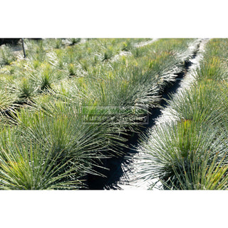 Agave Geminiflora Xxlarge 400Mm Pot / 45L Bag Plants