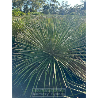 Agave Geminiflora Xxlarge 400Mm Pot / 45L Bag Plants