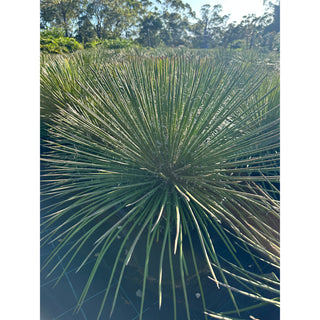 Agave Geminiflora Xxlarge 400Mm Pot / 45L Bag Plants