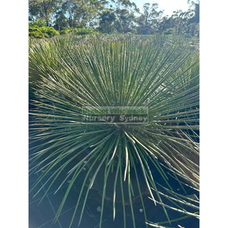 Agave Geminiflora Xxlarge 400Mm Pot / 45L Bag Plants