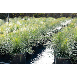 Agave Geminiflora Xxlarge 400Mm Pot / 45L Bag Plants