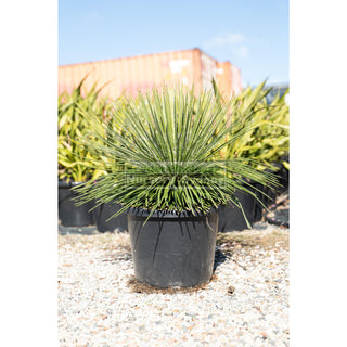 Agave Geminiflora Xxlarge 400Mm Pot / 45L Bag Plants