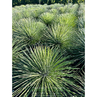 Agave Geminiflora Xxlarge 400Mm Pot / 45L Bag Plants