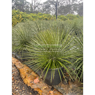 Agave Geminiflora Xxlarge 400Mm Pot / 45L Bag Plants