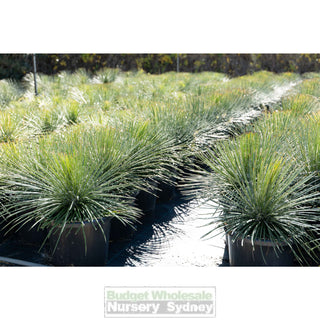 Agave Geminiflora Xxlarge 400Mm Pot / 45L Bag Plants