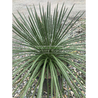 Agave Geminiflora Large 250Mm Pot Plants