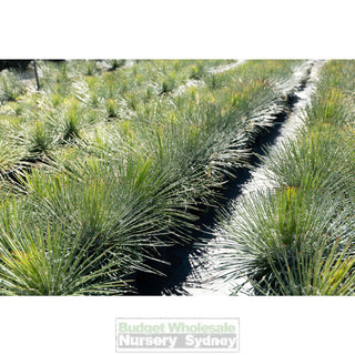 Agave Geminiflora Xxlarge 400Mm Pot / 45L Bag Plants