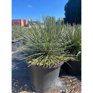 Agave Geminiflora Xxlarge 400Mm Pot / 45L Bag Plants