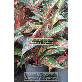 Aglaonema Hybrid 200Mm Default Type