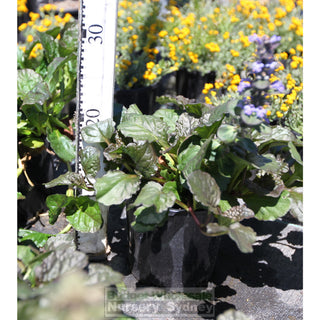 Ajuga Catlins Giant 140Mm Pot Plants