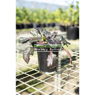 Ajuga Catlins Giant 140Mm Pot Plants