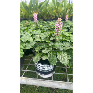 Ajuga Pink Elf (Carpet Bugle) 140Mm Pot Plants