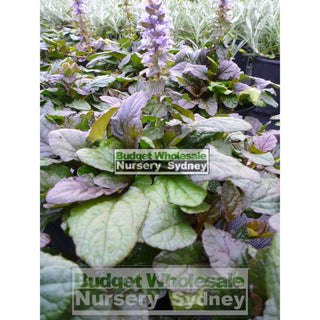 Ajuga Reptans Purpurea (Carpet Bugle) 140Mm Pot Plants
