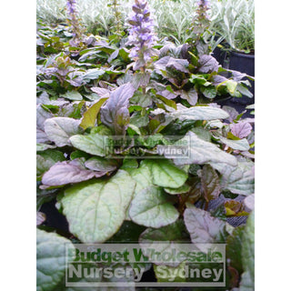Ajuga Reptans Purpurea (Carpet Bugle) 140Mm Pot Plants