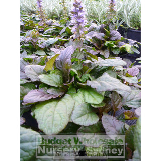 Ajuga Reptans Purpurea (Carpet Bugle) 140Mm Pot Plants