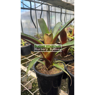 Alcantarea Imperialis Rubra 200Mm Pot Giant Bromeliad Default Type