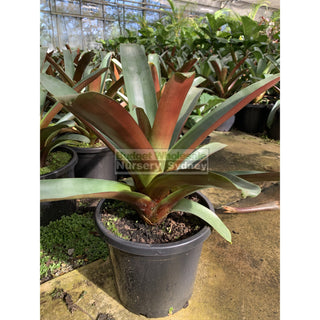 Alcantarea Imperialis Rubra 300Mm Pot Large Giant Bromeliad Default Type