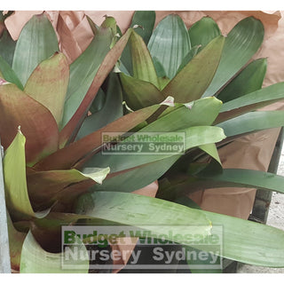 Alcantarea Imperialis Rubra 300Mm Pot Large Giant Bromeliad Default Type