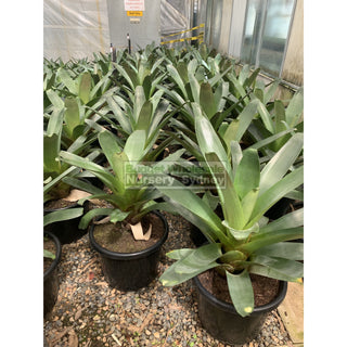 Alcantarea Imperialis Rubra 300Mm Pot Large Giant Bromeliad Default Type